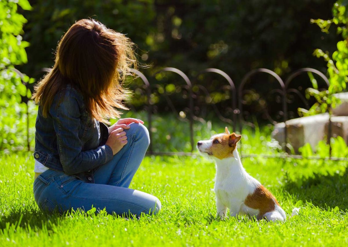 The most effective dog training tips – for you!