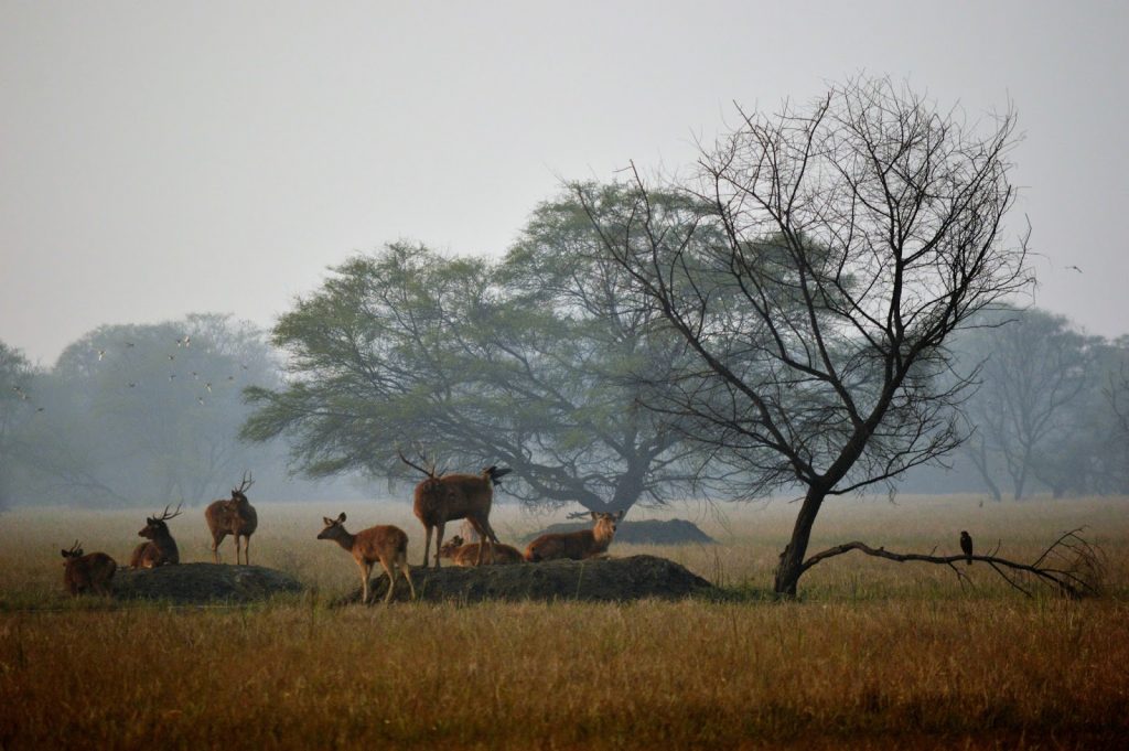5 Rich Wildlife Parks to See Near Delhi