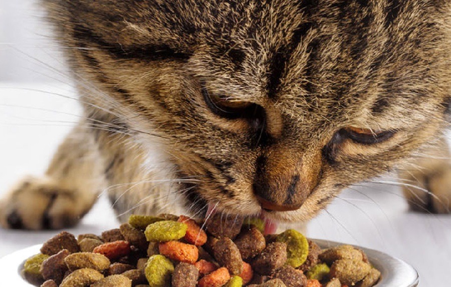 Tips To Select The Right Food For Cat