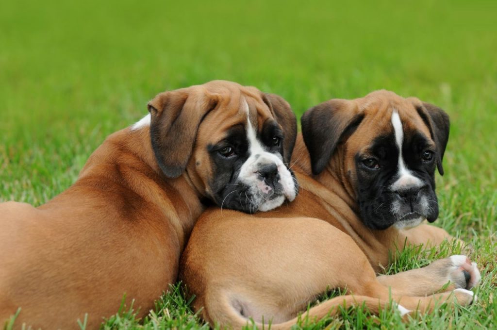 Nutrients your furry friend needs