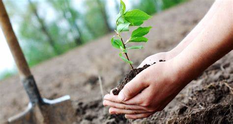 Lesser-Known Facts About Sacred Groves