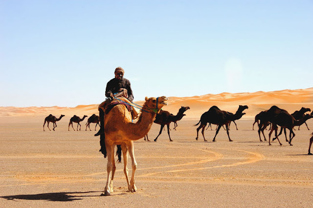 Every Tourist Who Stays at Clarks Safari Pushkar Has Only Good Words To Share. Here’s Why.